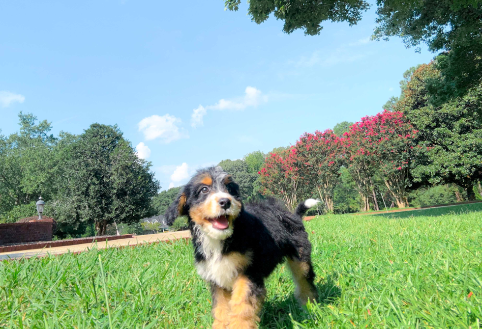 Best Mini Bernedoodle Baby