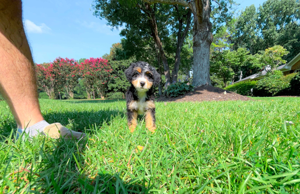 Mini Bernedoodle Pup Being Cute