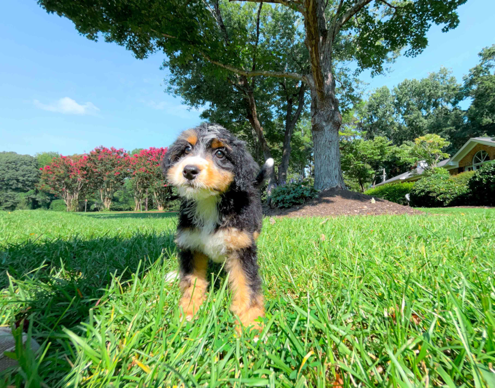 Cute Mini Bernedoodle Poodle Mix Pup