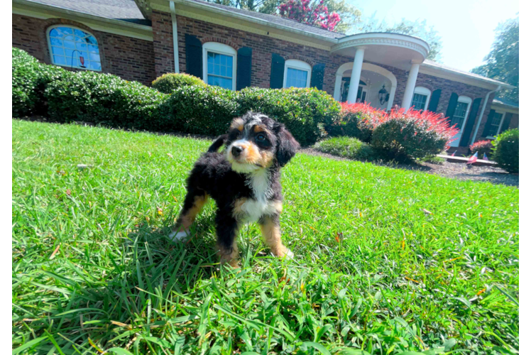 Cute Mini Bernesepoo Poodle Mix Puppy