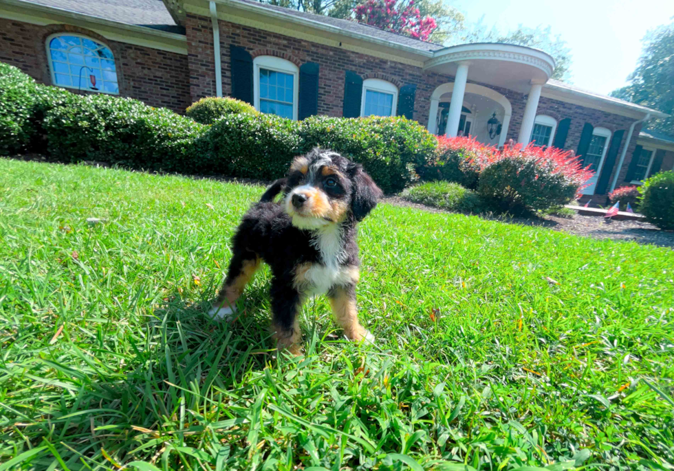 Cute Mini Bernesepoo Poodle Mix Puppy