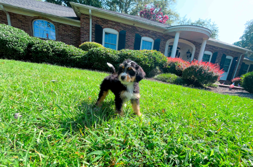 Best Mini Bernedoodle Baby