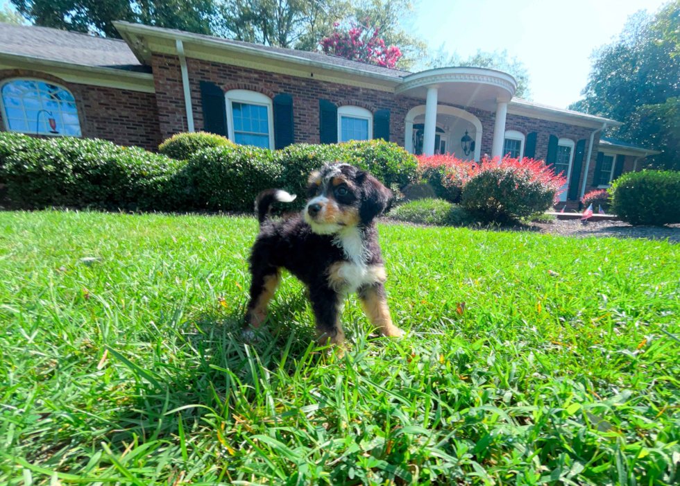 Mini Bernedoodle Pup Being Cute