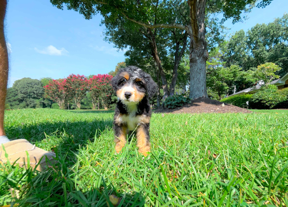 Cute Mini Bernadoodle Poodle Mix Puppy