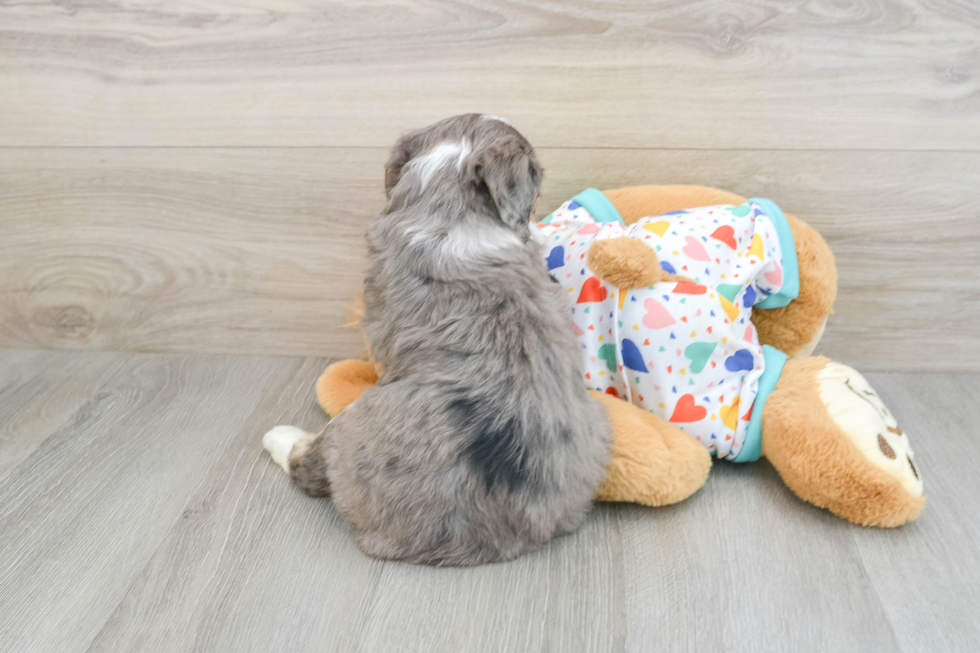 Friendly Mini Bernedoodle Baby