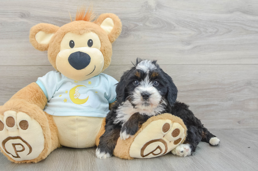 8 week old Mini Bernedoodle Puppy For Sale - Simply Southern Pups