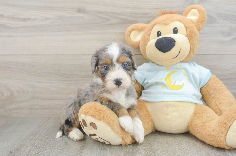 6 week old Mini Bernedoodle Puppy For Sale - Simply Southern Pups