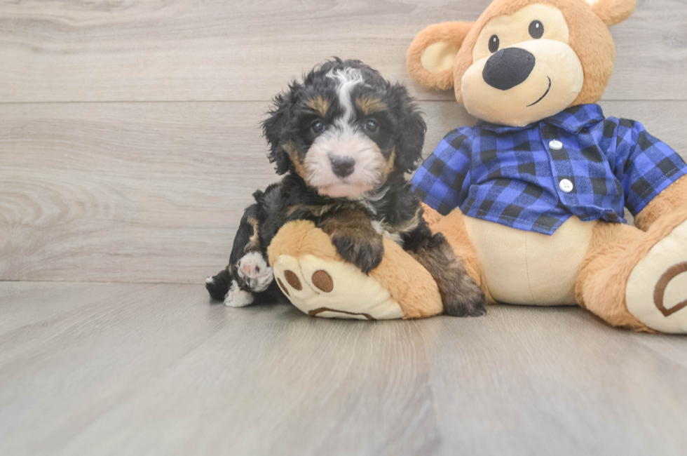 5 week old Mini Bernedoodle Puppy For Sale - Simply Southern Pups