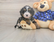 6 week old Mini Bernedoodle Puppy For Sale - Simply Southern Pups 6 week old Mini Bernedoodle Puppy For Sale - Simply Southern Pups