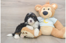 Best Mini Bernedoodle Baby