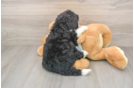 Cute Mini Bernedoodle Baby