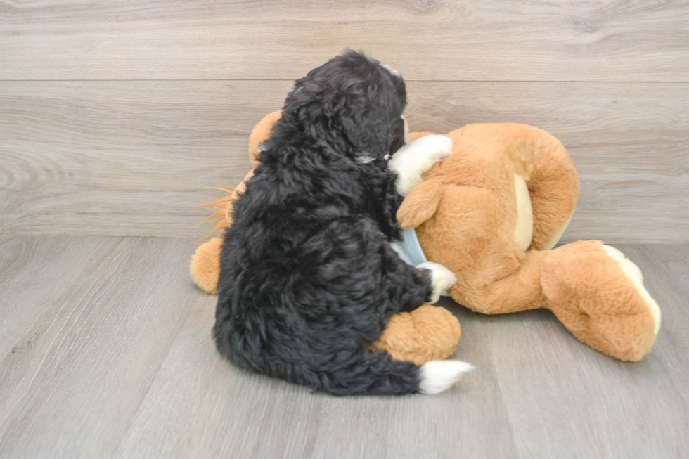 Cute Mini Bernedoodle Baby