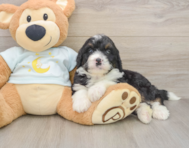 7 week old Mini Bernedoodle Puppy For Sale - Simply Southern Pups