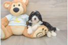 Fluffy Mini Bernedoodle Poodle Mix Pup