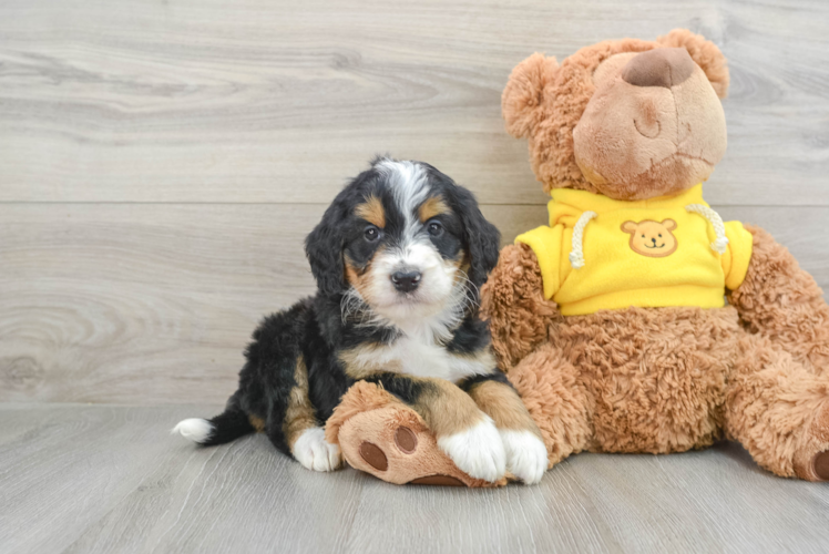 Sweet Mini Bernedoodle Baby