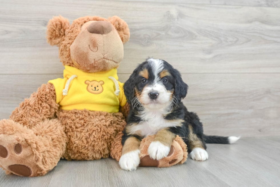 Best Mini Bernedoodle Baby