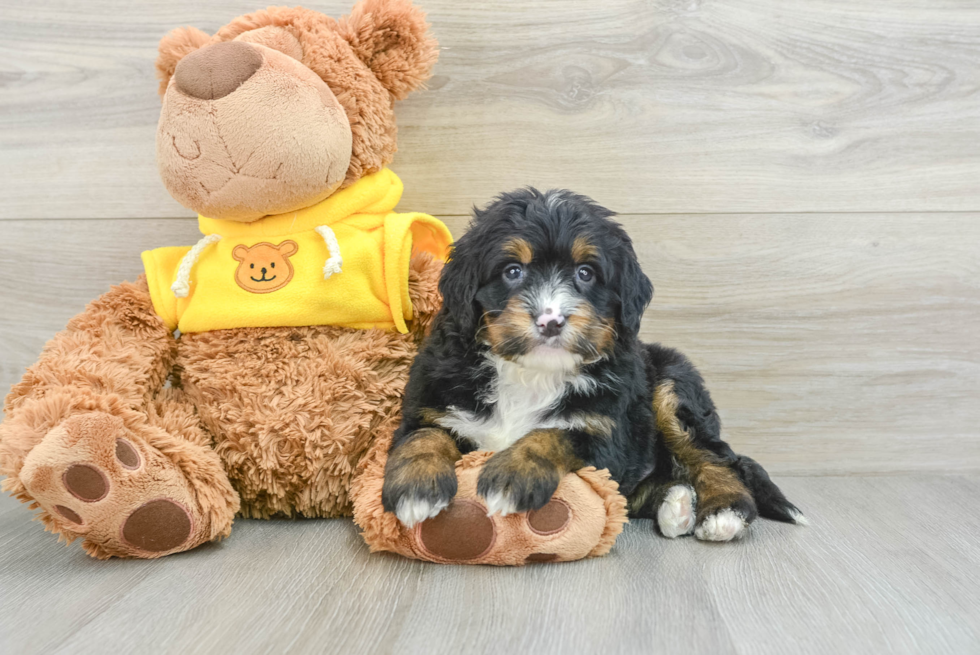 Mini Bernedoodle Pup Being Cute