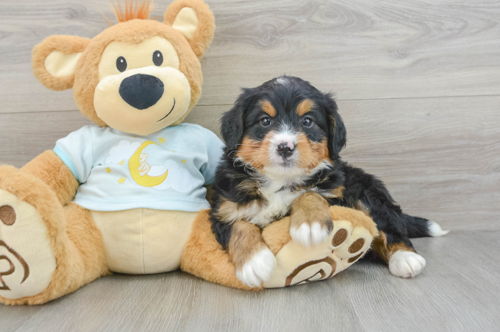 6 week old Mini Bernedoodle Puppy For Sale - Simply Southern Pups