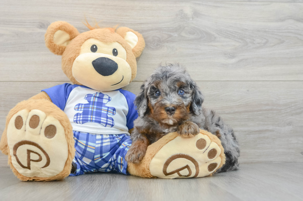 5 week old Mini Bernedoodle Puppy For Sale - Simply Southern Pups