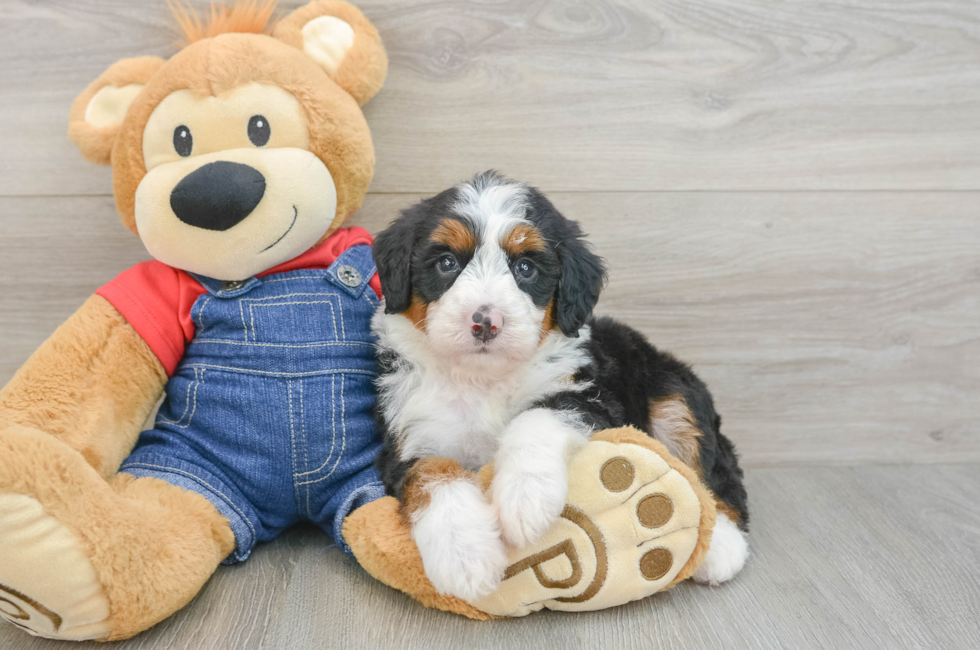 5 week old Mini Bernedoodle Puppy For Sale - Simply Southern Pups