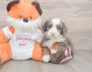 7 week old Mini Bernedoodle Puppy For Sale - Simply Southern Pups