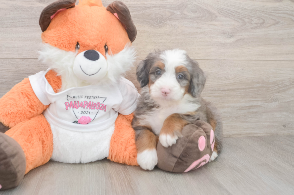 6 week old Mini Bernedoodle Puppy For Sale - Simply Southern Pups