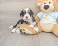 5 week old Mini Bernedoodle Puppy For Sale - Simply Southern Pups