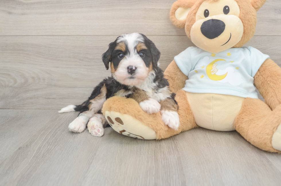 5 week old Mini Bernedoodle Puppy For Sale - Simply Southern Pups