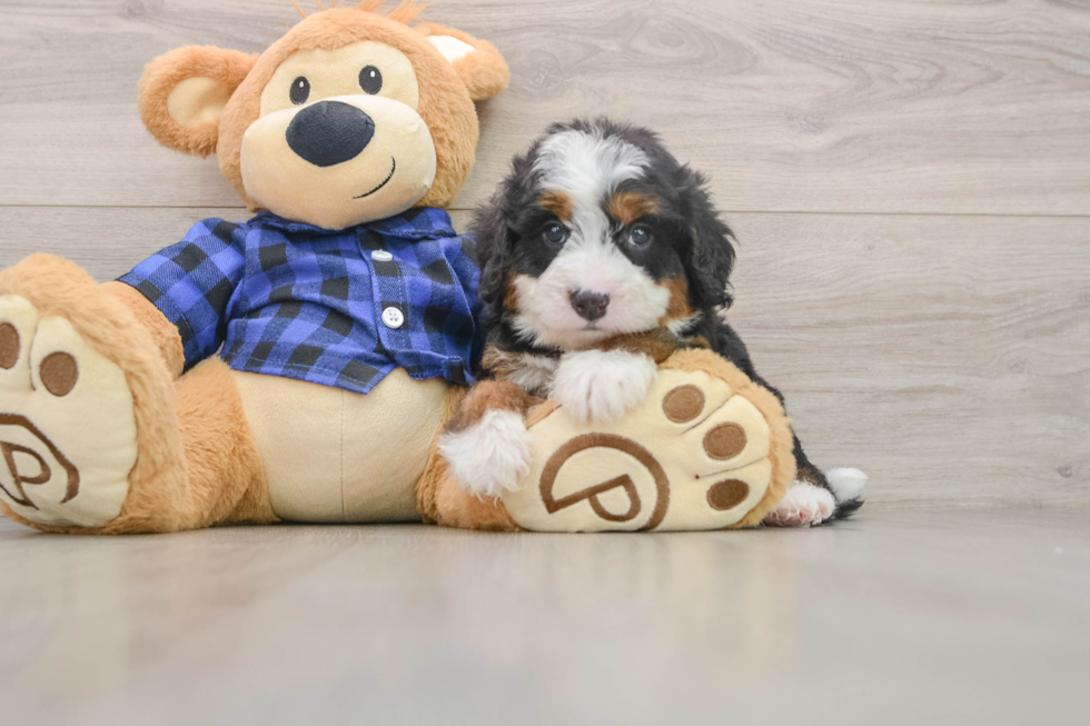 Mini Bernedoodle Puppy for Adoption