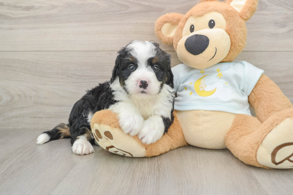 Mini Bernedoodle Puppy for Adoption