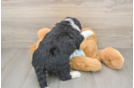 Mini Bernedoodle Puppy for Adoption