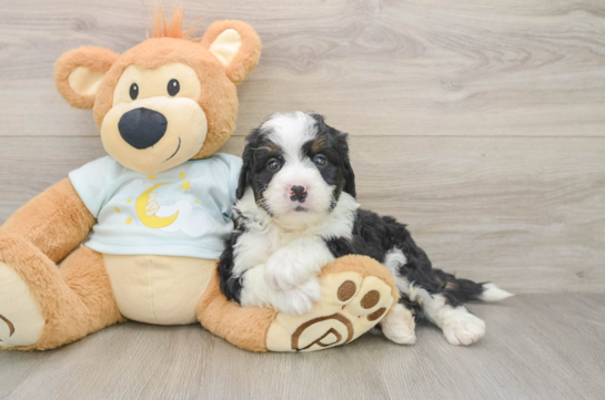 Cute Mini Bernedoodle Baby