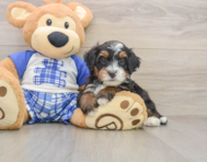 6 week old Mini Bernedoodle Puppy For Sale - Simply Southern Pups