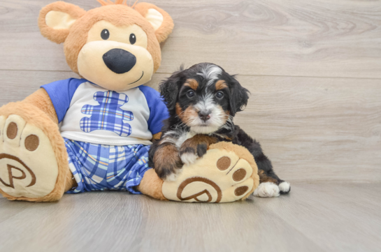 Cute Mini Bernedoodle Baby