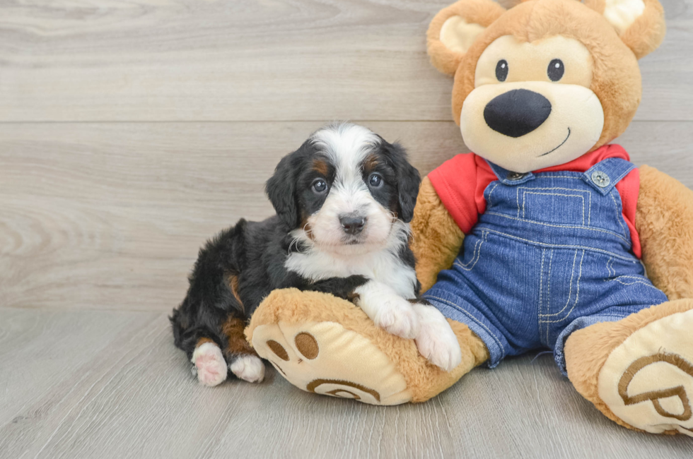 5 week old Mini Bernedoodle Puppy For Sale - Simply Southern Pups