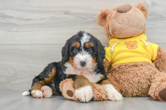 Smart Mini Bernedoodle Poodle Mix Pup