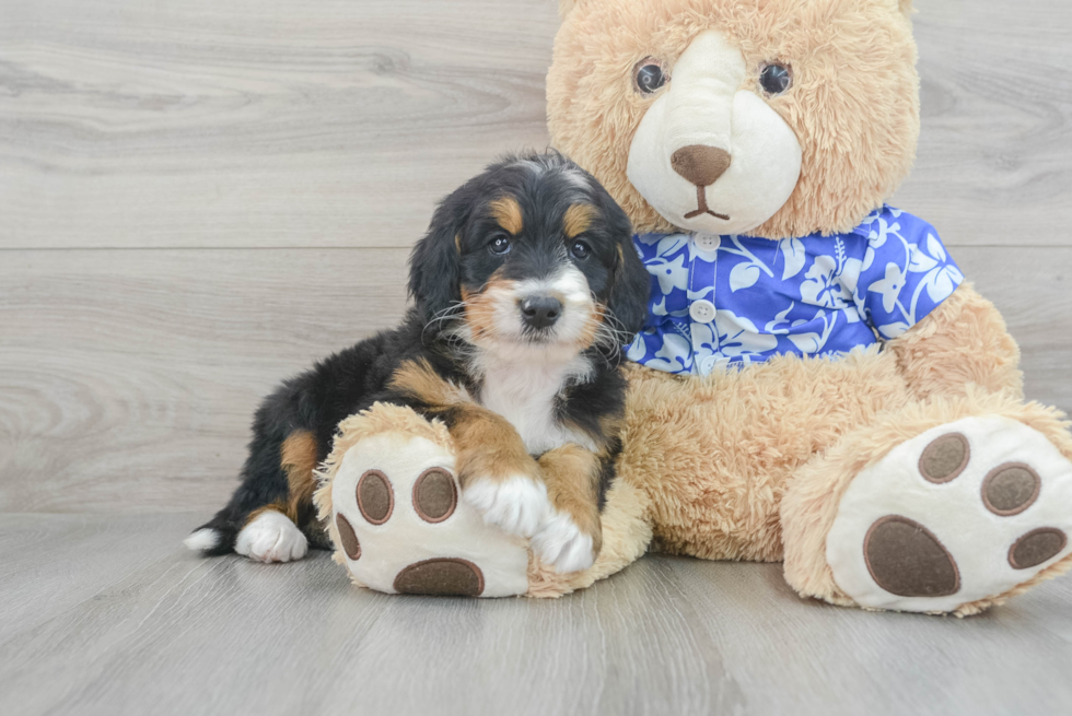 Energetic Mini Berniedoodle Poodle Mix Puppy