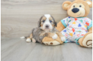 Adorable Mini Bernese Poodle Poodle Mix Puppy