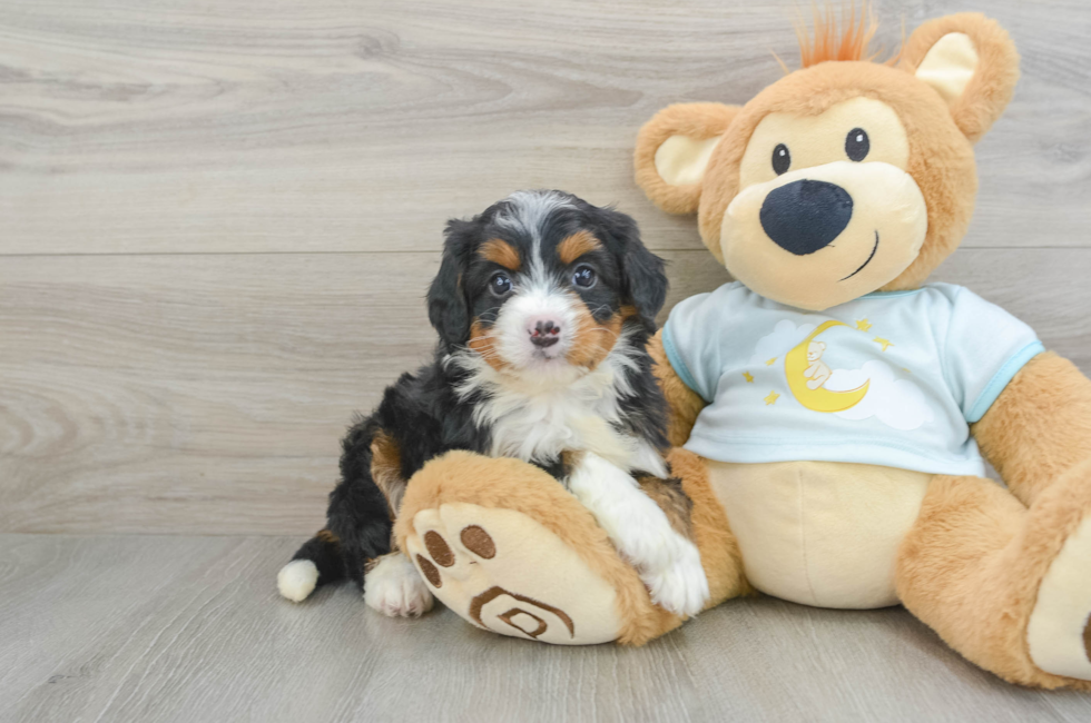 6 week old Mini Bernedoodle Puppy For Sale - Simply Southern Pups