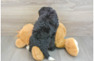 Mini Bernedoodle Puppy for Adoption