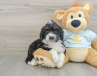 8 week old Mini Bernedoodle Puppy For Sale - Simply Southern Pups