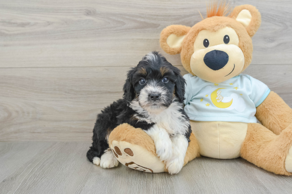 8 week old Mini Bernedoodle Puppy For Sale - Simply Southern Pups