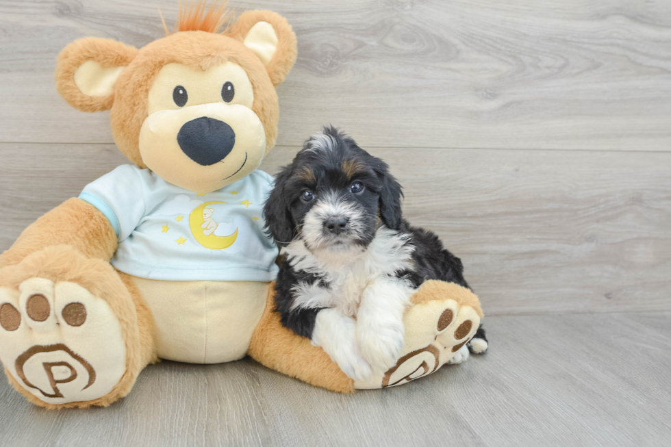 Cute Mini Bernedoodle Baby