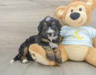 8 week old Mini Bernedoodle Puppy For Sale - Simply Southern Pups