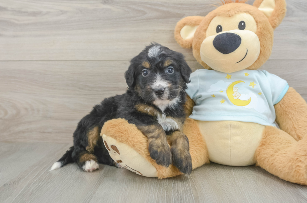 6 week old Mini Bernedoodle Puppy For Sale - Simply Southern Pups