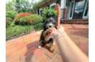 Mini Bernedoodle Puppy for Adoption