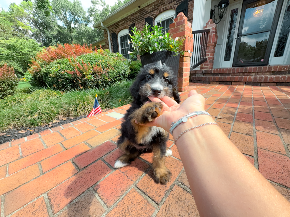 Mini Bernedoodle Puppy for Adoption