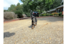 Mini Bernedoodle Puppy for Adoption