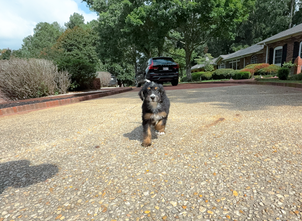 Mini Bernedoodle Puppy for Adoption
