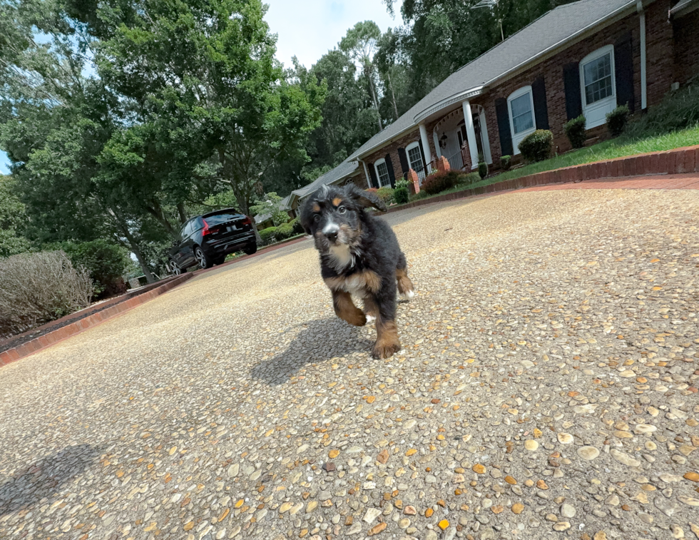 Best Mini Bernedoodle Baby